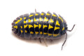 Armadillidum gestroi